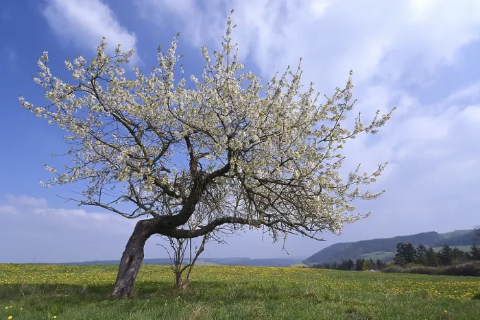 Gerahmter Druck : Apfelbaum auf einem Blumenwiesen, Thüringen, Deutschland. Gerahmter Druck : Apfelbaum auf einem Blumenwiesen, Thüringen, Deutschland.