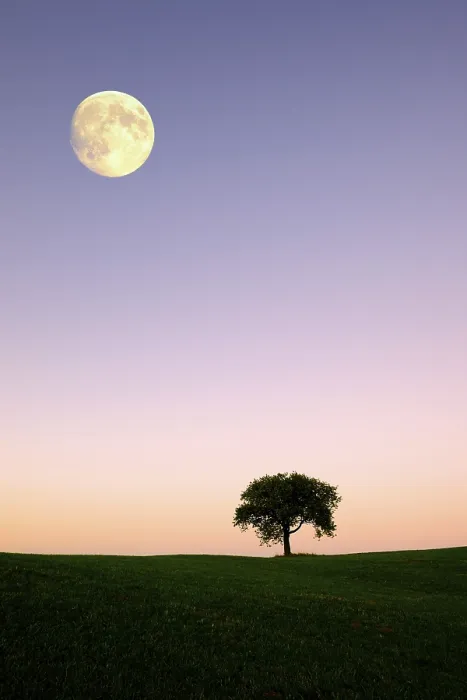 Gerahmter Druck : Apfelbaum auf einem Hügel mit Mond. Gerahmter Druck : Apfelbaum auf einem Hügel mit Mond.