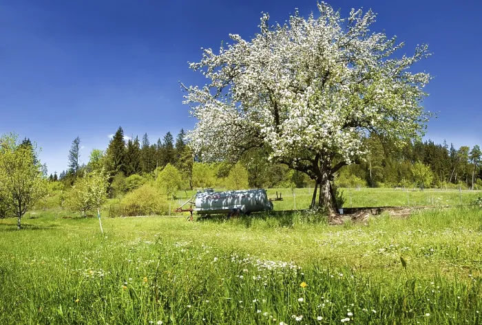 Gerahmter Druck : Apfelbaum (Malus) Gerahmter Druck : Apfelbaum (Malus)