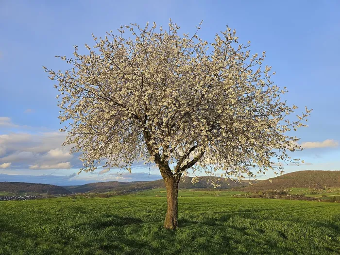 Gerahmter Druck : Apfelbaum (Malus) in voller Blüte. Gerahmter Druck : Apfelbaum (Malus) in voller Blüte.