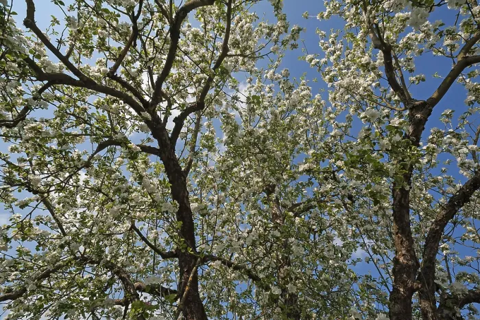 Gerahmter Druck : Apfelbaum (Malus), in voller Blüte. Gerahmter Druck : Apfelbaum (Malus), in voller Blüte.