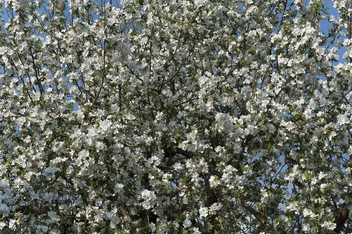 Gerahmter Druck : Apfelbaum (Malus), in voller Blüte. Gerahmter Druck : Apfelbaum (Malus), in voller Blüte.