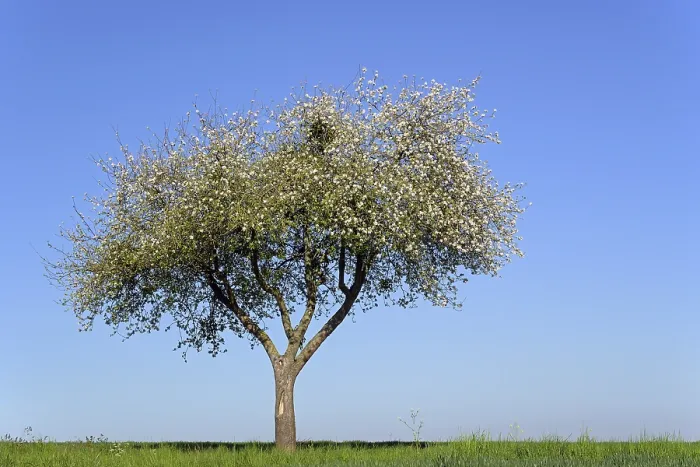 Gerahmter Druck : Apfelbaum (Malus) bei Blütezeit. Gerahmter Druck : Apfelbaum (Malus) bei Blütezeit.