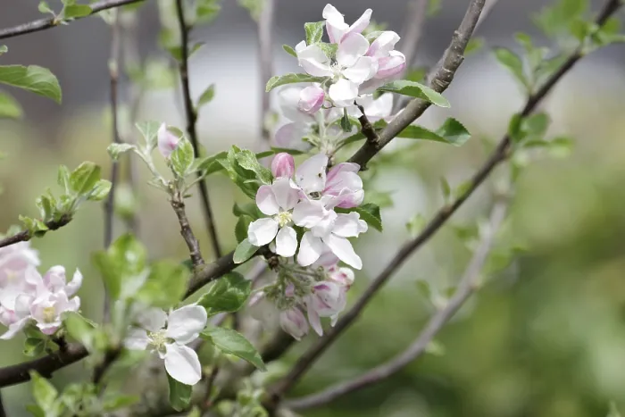 Gerahmter Druck : Apfelbaum (Malus), Blüten, Frühling. Gerahmter Druck : Apfelbaum (Malus), Blüten, Frühling.