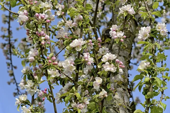 Gerahmter Druck : Apfelbaum (Malus), Äste mit Blüten. Gerahmter Druck : Apfelbaum (Malus), Äste mit Blüten.