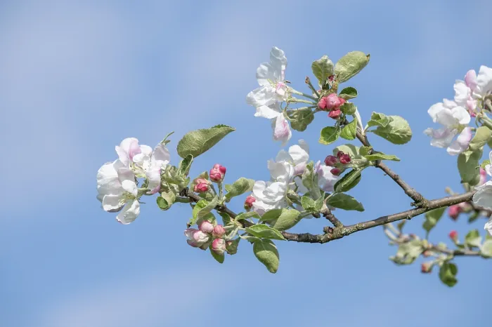 Gerahmter Druck : Apfelbaum (Malus domestica), Apfelbaum. Gerahmter Druck : Apfelbaum (Malus domestica), Apfelbaum.