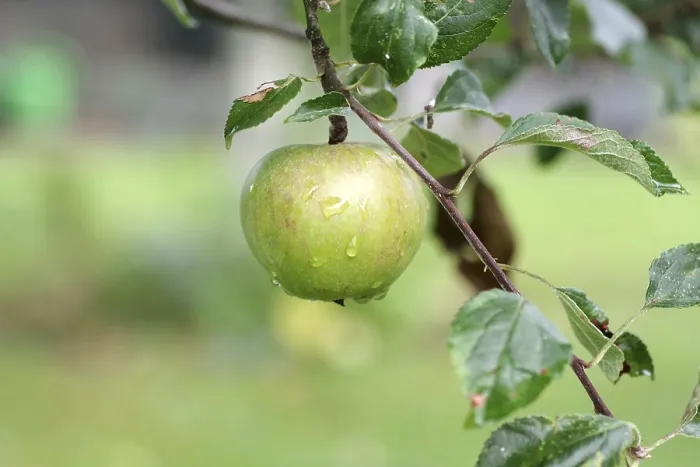 Gerahmter Druck : Apfelbaum (Malus), Frucht, Apfelbaum Gerahmter Druck : Apfelbaum (Malus), Frucht, Apfelbaum