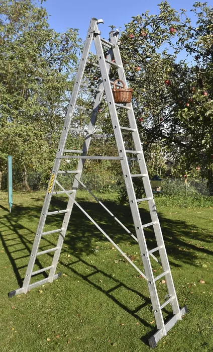 Gerahmter Druck : Apfelbaum (Malus) werden mit einer Leiter geerntet. Gerahmter Druck : Apfelbaum (Malus) werden mit einer Leiter geerntet.