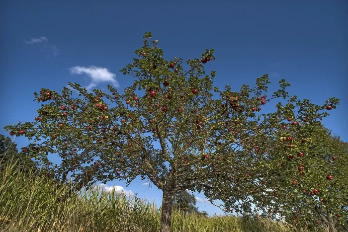 Gerahmter Druck : Apfelbaum (Malus) mit roten Äpfeln. Gerahmter Druck : Apfelbaum (Malus) mit roten Äpfeln.
