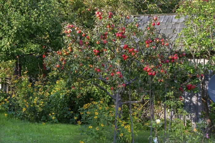 Gerahmter Druck : Apfelbaum (Malus), voller reifer Früchte. Gerahmter Druck : Apfelbaum (Malus), voller reifer Früchte.