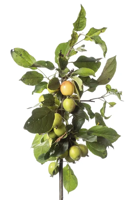 Gerahmter Druck : Apfelbaum (Malus), Strauch, weißer Hintergrund. Gerahmter Druck : Apfelbaum (Malus), Strauch, weißer Hintergrund.