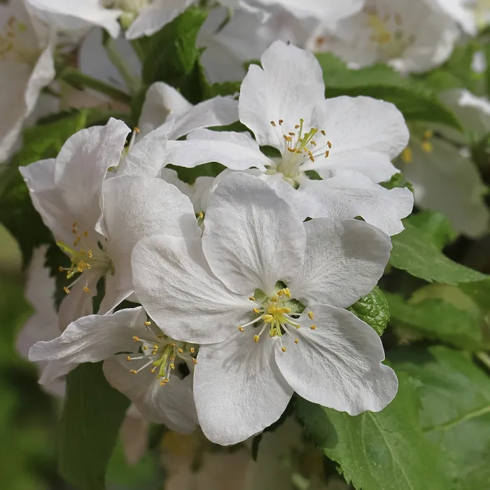 Gerahmter Druck : Apfelbaum (Malus), weiße Blüten an einem Apfelbaum. Gerahmter Druck : Apfelbaum (Malus), weiße Blüten an einem Apfelbaum.