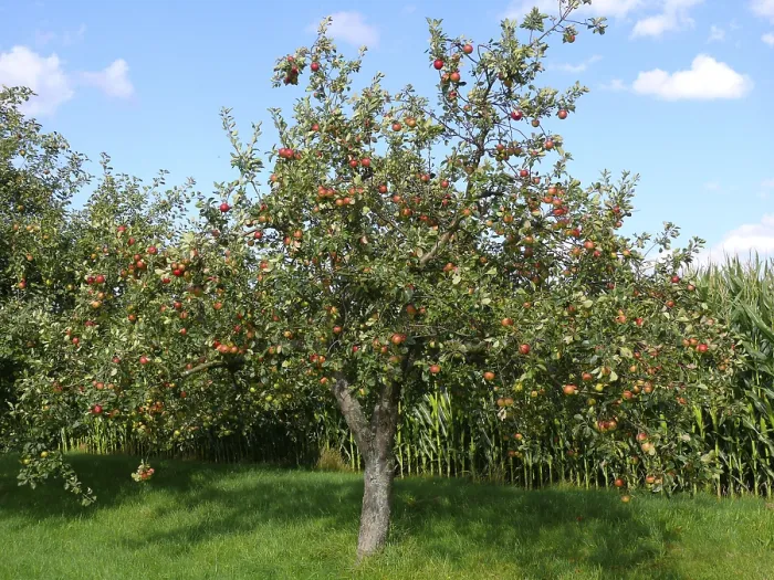 Gerahmter Druck : Apfelbaum mit Melrose Äpfeln Gerahmter Druck : Apfelbaum mit Melrose Äpfeln