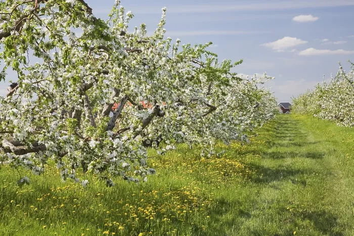 Gerahmter Druck : Apfelbaumplantage im Frühling. Gerahmter Druck : Apfelbaumplantage im Frühling.
