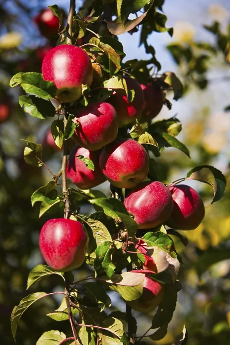 Gerahmter Druck : Apfelbaum mit roten Äpfeln. Gerahmter Druck : Apfelbaum mit roten Äpfeln.