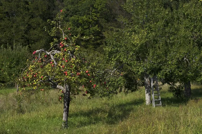 Gerahmter Druck : Apfelbaum, rote Äpfel, voll, Pflaumen.