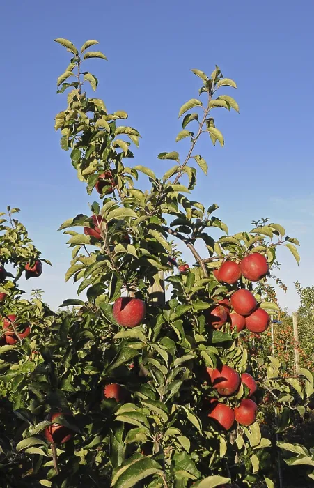 Gerahmter Druck : Apfelbaum mit roten Äpfeln, Deutschland. Gerahmter Druck : Apfelbaum mit roten Äpfeln, Deutschland.