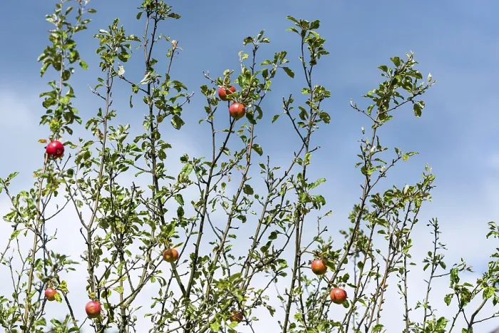Gerahmter Druck : Apfelbaum mit roten Äpfeln, reif. Gerahmter Druck : Apfelbaum mit roten Äpfeln, reif.