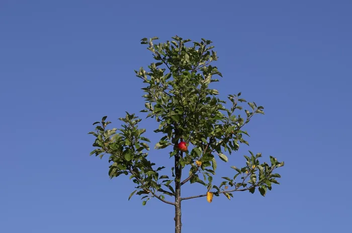 Gerahmter Druck : Apfelbaum, rote Äpfel, einzeln. Gerahmter Druck : Apfelbaum, rote Äpfel, einzeln.