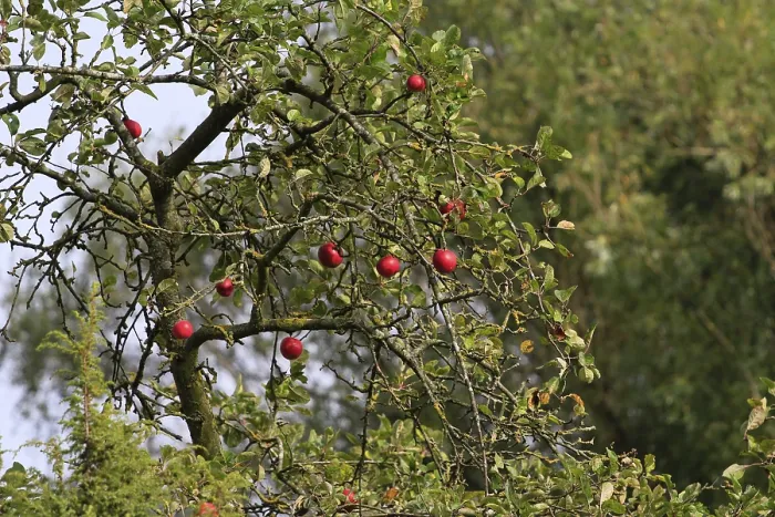 Gerahmter Druck : Apfelbaum, September, Deutschland. Gerahmter Druck : Apfelbaum, September, Deutschland.