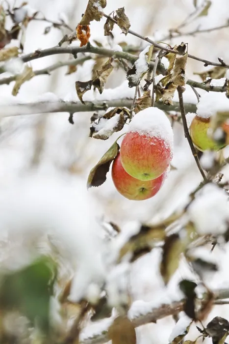 Gerahmter Druck : Apfelbaum mit Schnee, Deutschland. Gerahmter Druck : Apfelbaum mit Schnee, Deutschland.