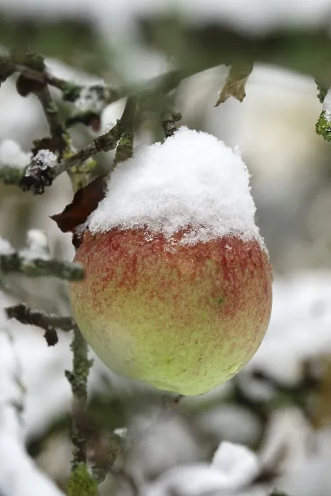 Gerahmter Druck : Apfelbaum mit Schnee, Deutschland Gerahmter Druck : Apfelbaum mit Schnee, Deutschland