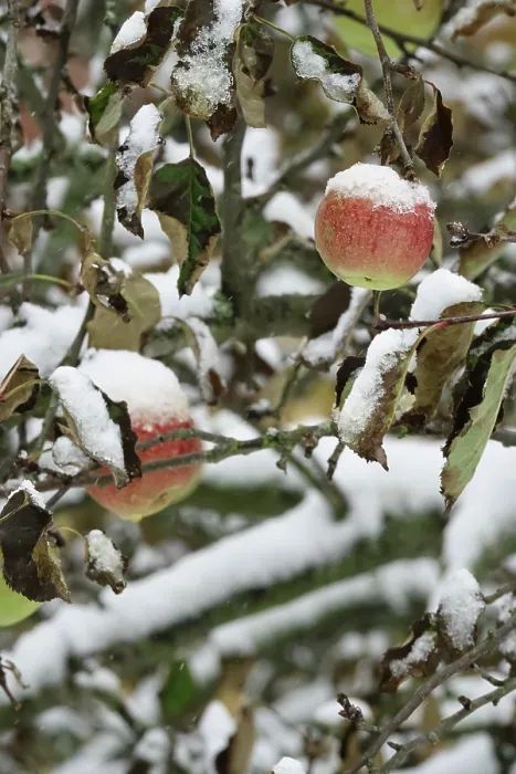 Gerahmter Druck : Apfelbaum mit Schnee, Deutschland Gerahmter Druck : Apfelbaum mit Schnee, Deutschland