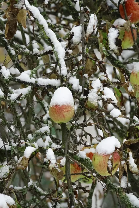 Gerahmter Druck : Apfelbaum mit Schnee, Deutschland Gerahmter Druck : Apfelbaum mit Schnee, Deutschland