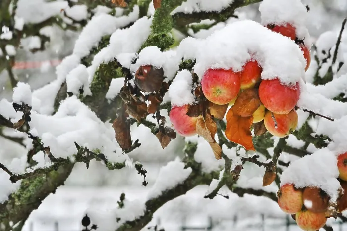 Gerahmter Druck : Apfelbaum mit Schnee, Deutschland Gerahmter Druck : Apfelbaum mit Schnee, Deutschland