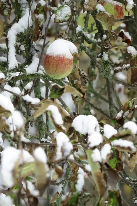Gerahmter Druck : Apfelbaum mit Schnee, Deutschland Gerahmter Druck : Apfelbaum mit Schnee, Deutschland