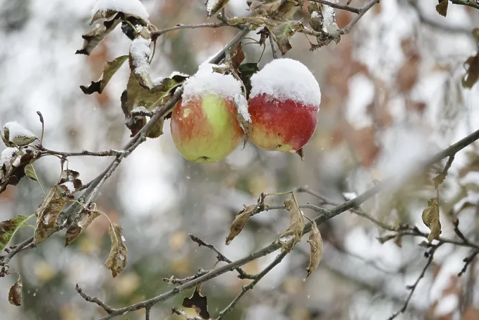 Gerahmter Druck : Apfelbaum mit Schnee, Deutschland. Gerahmter Druck : Apfelbaum mit Schnee, Deutschland.
