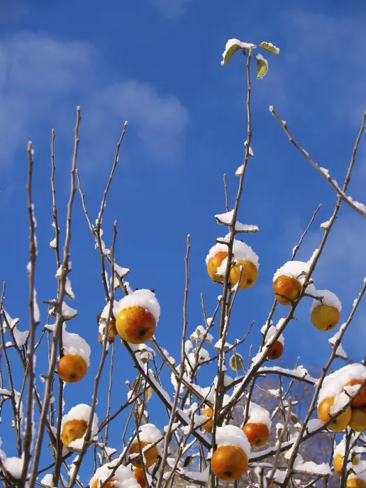 Gerahmter Druck : Apfelbaum mit Schnee, Ruprechtice. Gerahmter Druck : Apfelbaum mit Schnee, Ruprechtice.