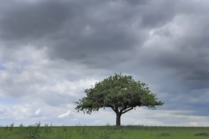 Gerahmter Druck : Apfelbaum vor einem stürmischen Himmel. Gerahmter Druck : Apfelbaum vor einem stürmischen Himmel.