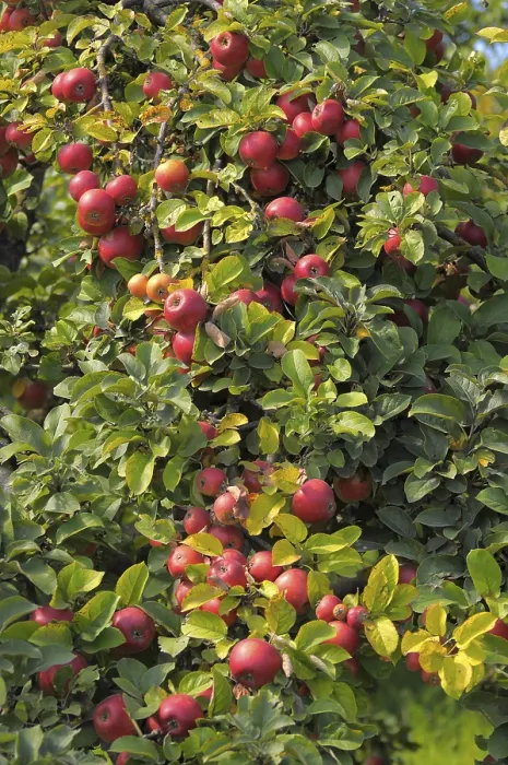 Gerahmter Druck : Apfelbaum-Sorte : Idared Gerahmter Druck : Apfelbaum-Sorte : Idared