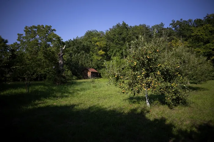 Gerahmter Druck : Apfelbaum, gelbe Äpfel, voll. Gerahmter Druck : Apfelbaum, gelbe Äpfel, voll.