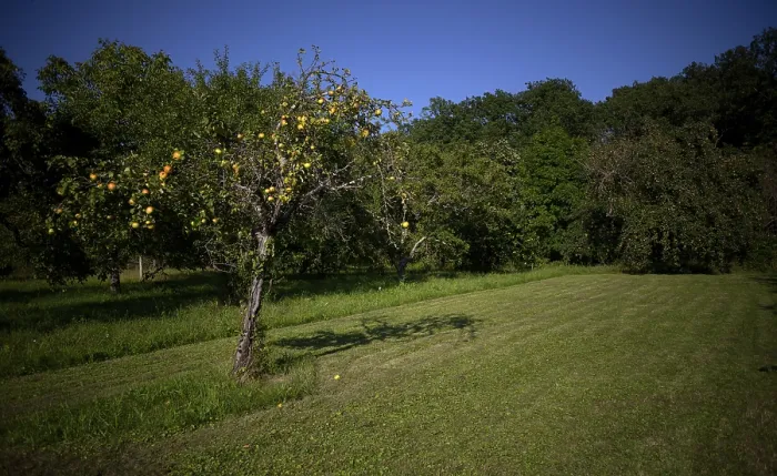 Gerahmter Druck : Apfelbaum, gelbe Äpfel, voll. Gerahmter Druck : Apfelbaum, gelbe Äpfel, voll.