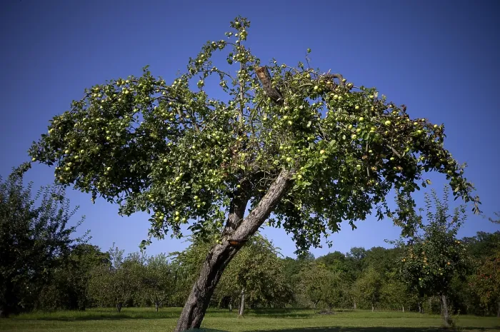 Gerahmter Druck : Apfelbaum, gelbe Äpfel, voll. Gerahmter Druck : Apfelbaum, gelbe Äpfel, voll.