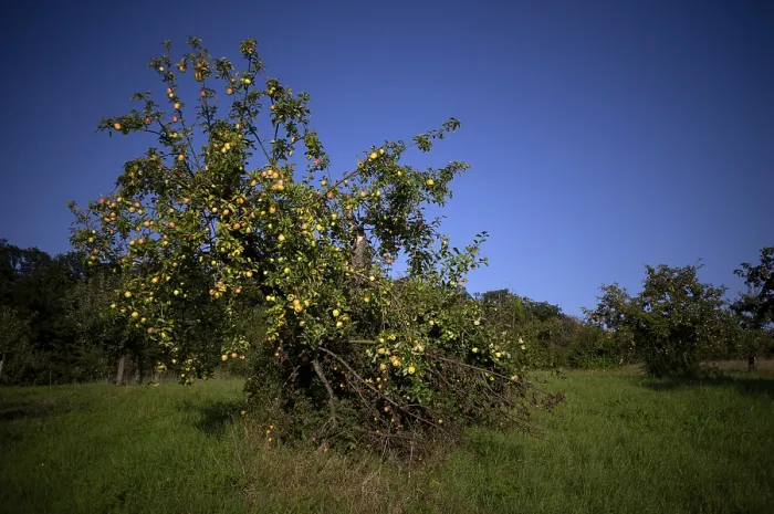 Gerahmter Druck : Apfelbaum, gelbe Äpfel, voll. Gerahmter Druck : Apfelbaum, gelbe Äpfel, voll.