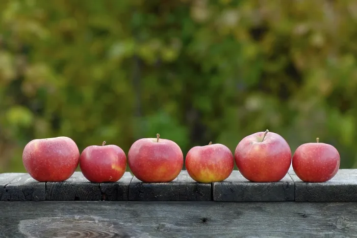 Gerahmter Druck : Apples Gerahmter Druck : Apples