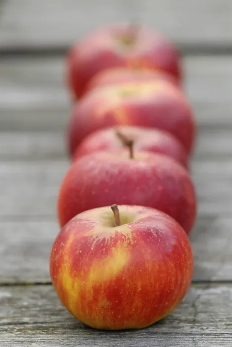 Gerahmter Druck : Apples Gerahmter Druck : Apples