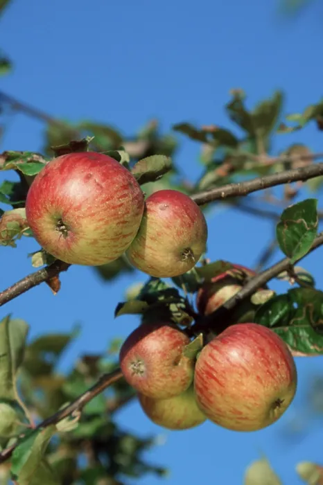 Gerahmter Druck : Apples Gerahmter Druck : Apples