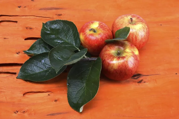 Gerahmter Druck : Apples Gerahmter Druck : Apples