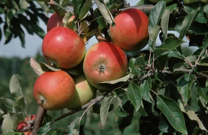 Gerahmter Druck : Äpfel Cox Orange auf Baum Gerahmter Druck : Äpfel Cox Orange auf Baum