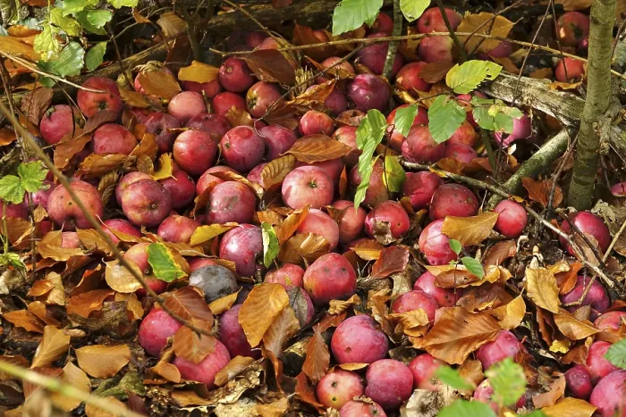Gerahmter Druck : Äpfel, gefallenes Obst im Garten. Gerahmter Druck : Äpfel, gefallenes Obst im Garten.