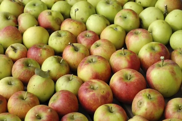 Gerahmter Druck : Äpfel vom Garten. Gerahmter Druck : Äpfel vom Garten.