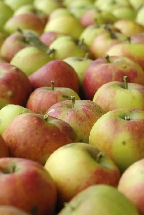 Gerahmter Druck : Äpfel vom Garten. Gerahmter Druck : Äpfel vom Garten.