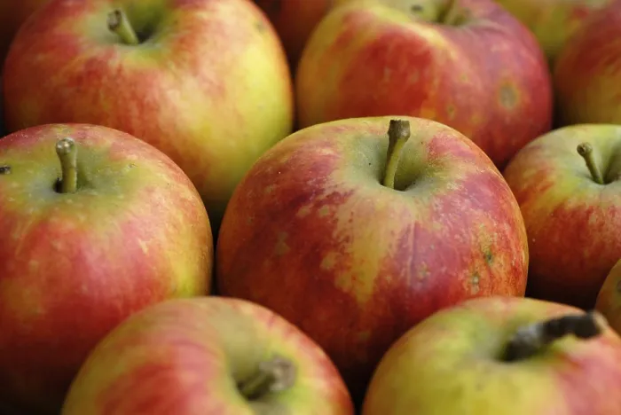 Gerahmter Druck : Äpfel aus dem Garten. Gerahmter Druck : Äpfel aus dem Garten.