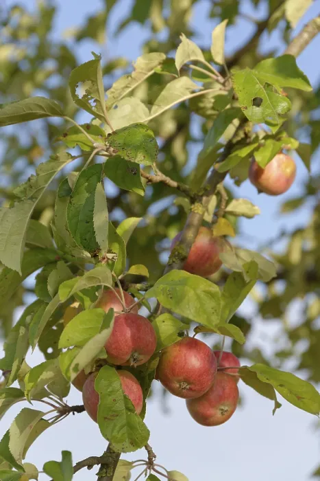 Gerahmter Druck : Äpfel hängen an einem Apfelbaum (Malus). Gerahmter Druck : Äpfel hängen an einem Apfelbaum (Malus).