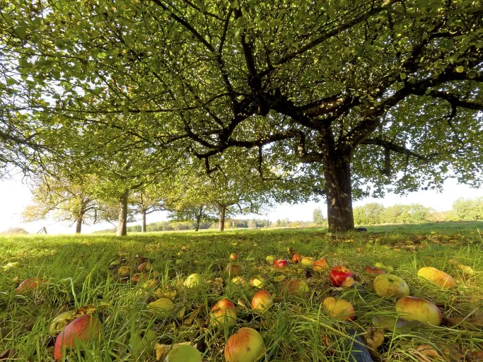 Gerahmter Druck : Äpfel liegen unter einem Apfelbaum. Gerahmter Druck : Äpfel liegen unter einem Apfelbaum.