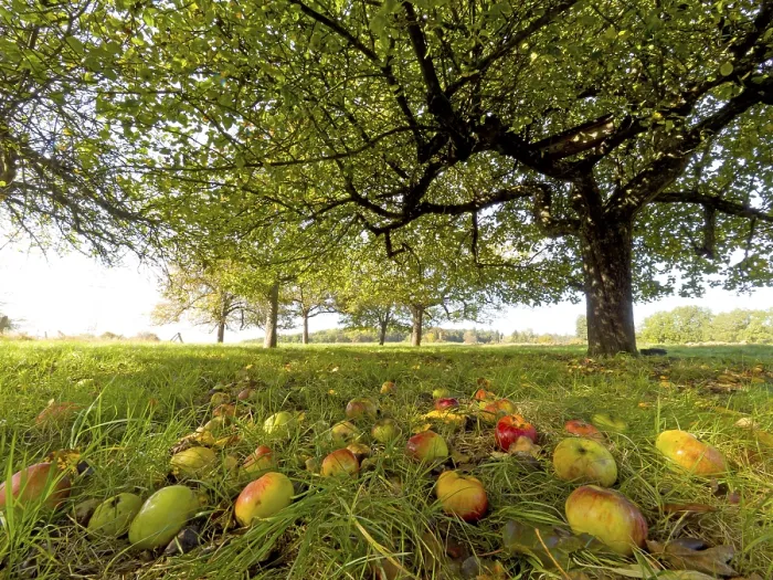 Gerahmter Druck : Äpfel liegen unter einem Apfelbaum. Gerahmter Druck : Äpfel liegen unter einem Apfelbaum.